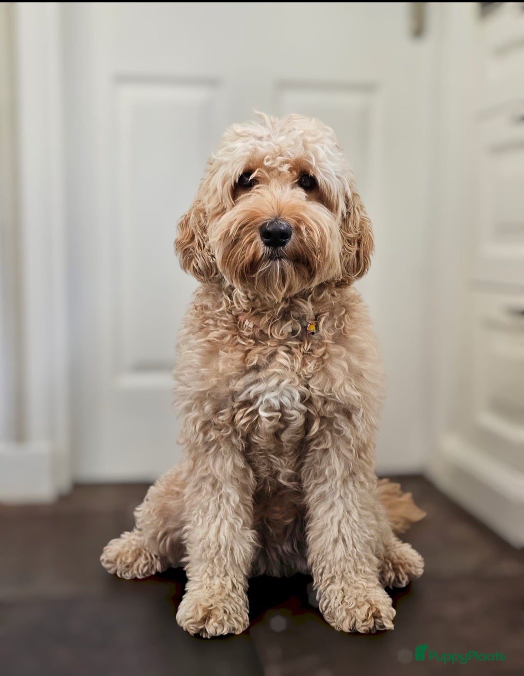 Labradoodle honden Super mooie Labradoodle pups - Advertentie 1