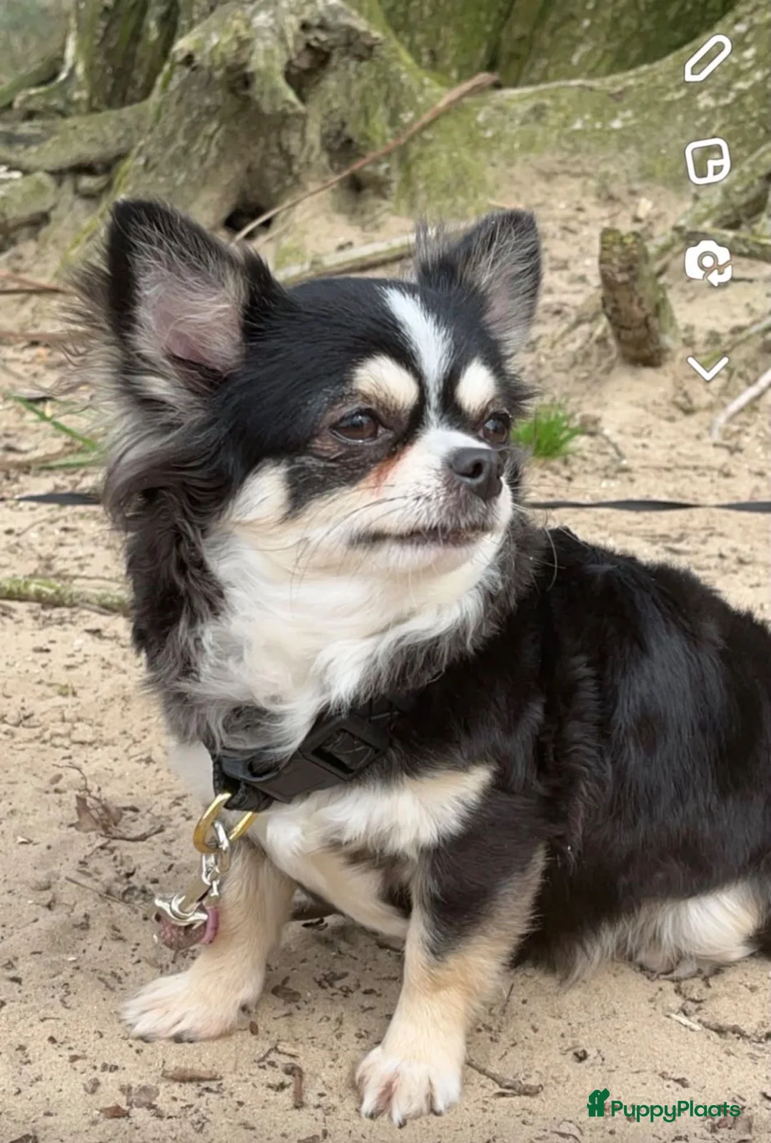 Pomchi honden te koop: Pompchi pup reutje - Advertentie 7