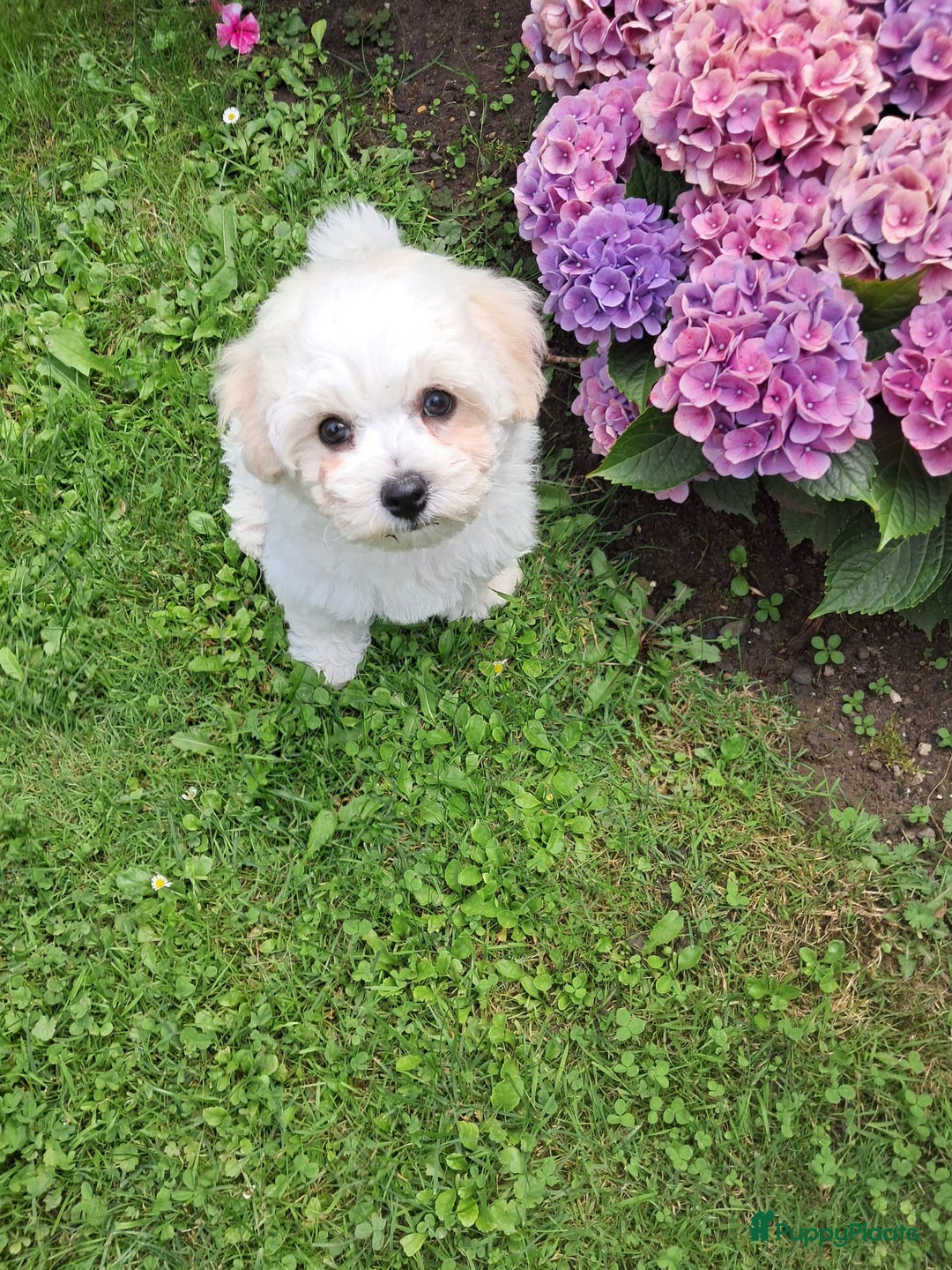 Bichon Frisé honden te koop: Koninklijke hond: Bichon Frisé met stamboom - Advertentie 10