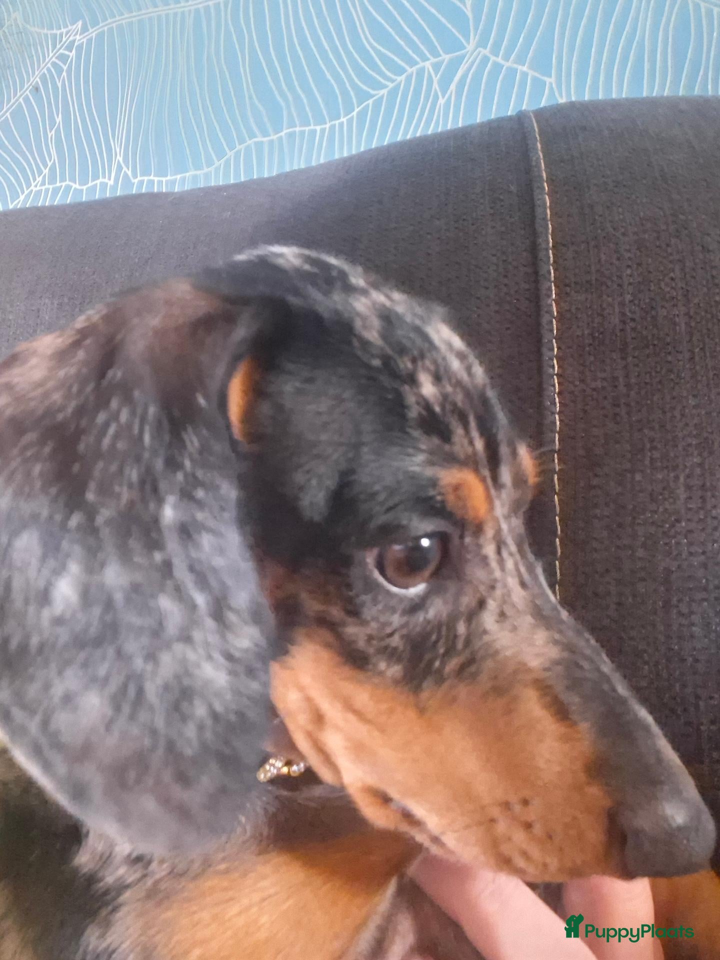 Teckel (korthaar)  honden Standaard Teckels  - Advertentie 1