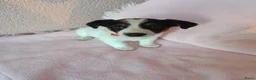 Jack Russel Terriër honden te koop: Super lieve en mooie pups te koop  in Waardenburg - Advertentie 7