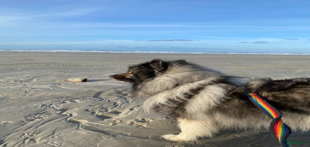 Galerij afbeelding {{count}}