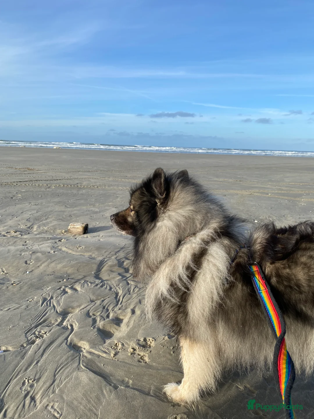 Galerij afbeelding {{count}}