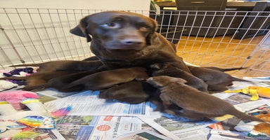 Labrador Retriever honden - Advertentie 3