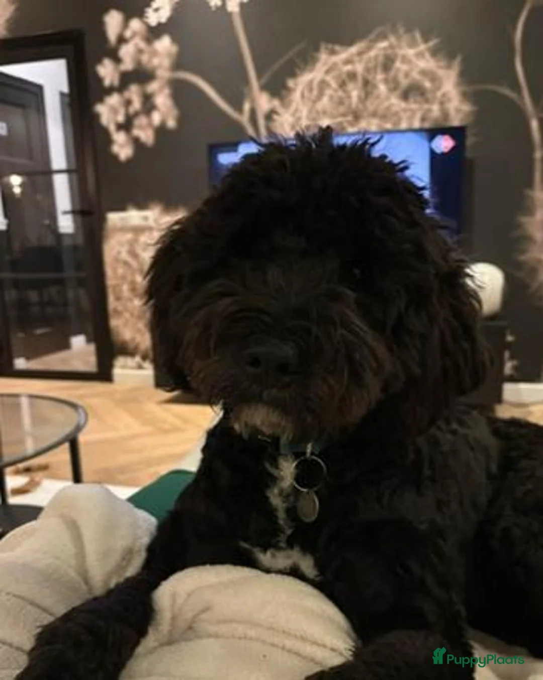 Kruising honden te koop: Lieve en soms ondeugende labradoodle reu 7 maand - Advertentie 1