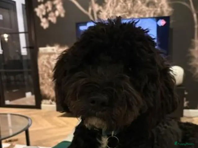Kruising honden te koop: Lieve en soms ondeugende labradoodle reu 7 maand - Advertentie 1
