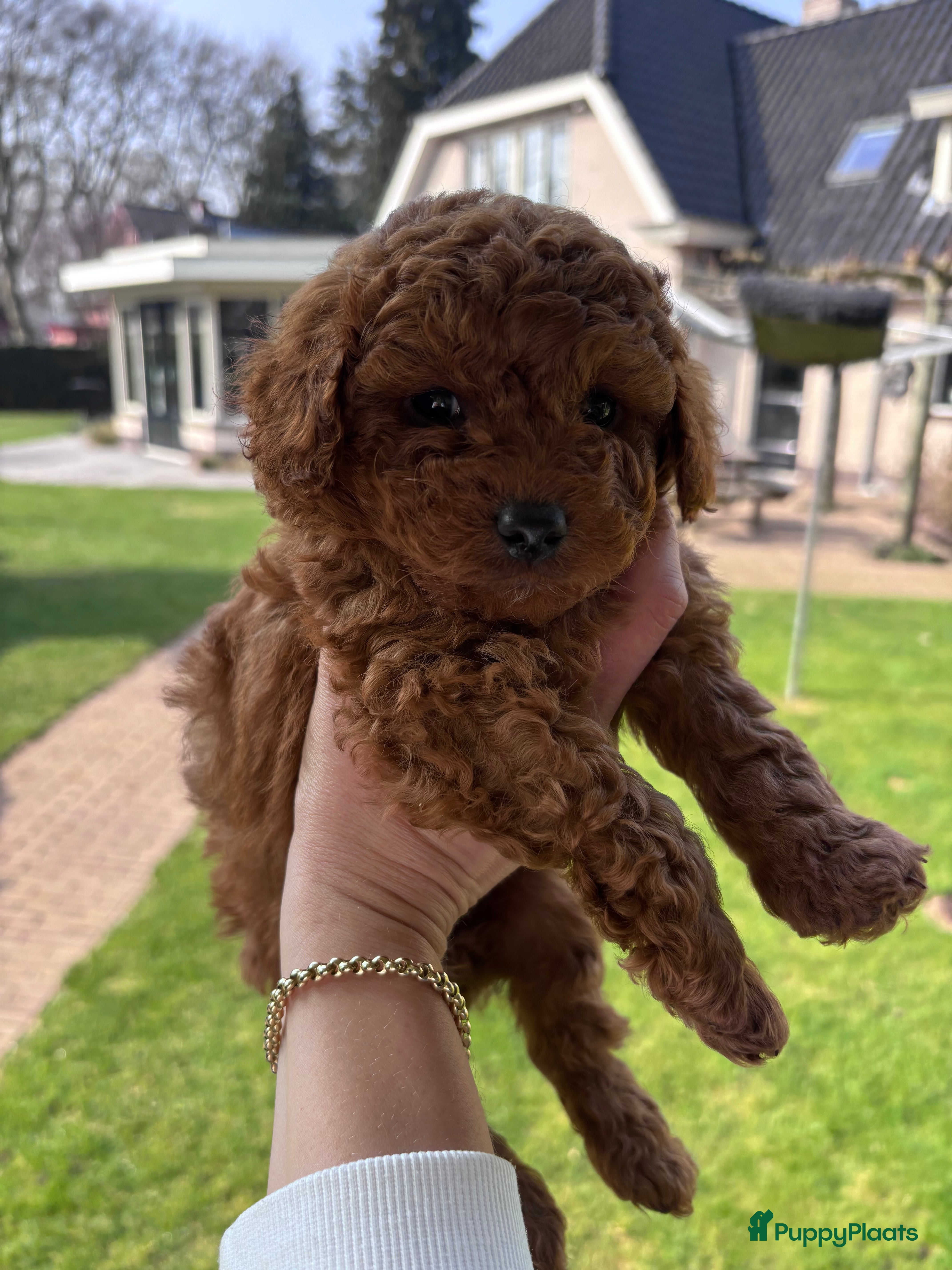 Poedel Toy honden te koop: Prachtig nestje toy poedel rood en abricot Poedels - Advertentie 1