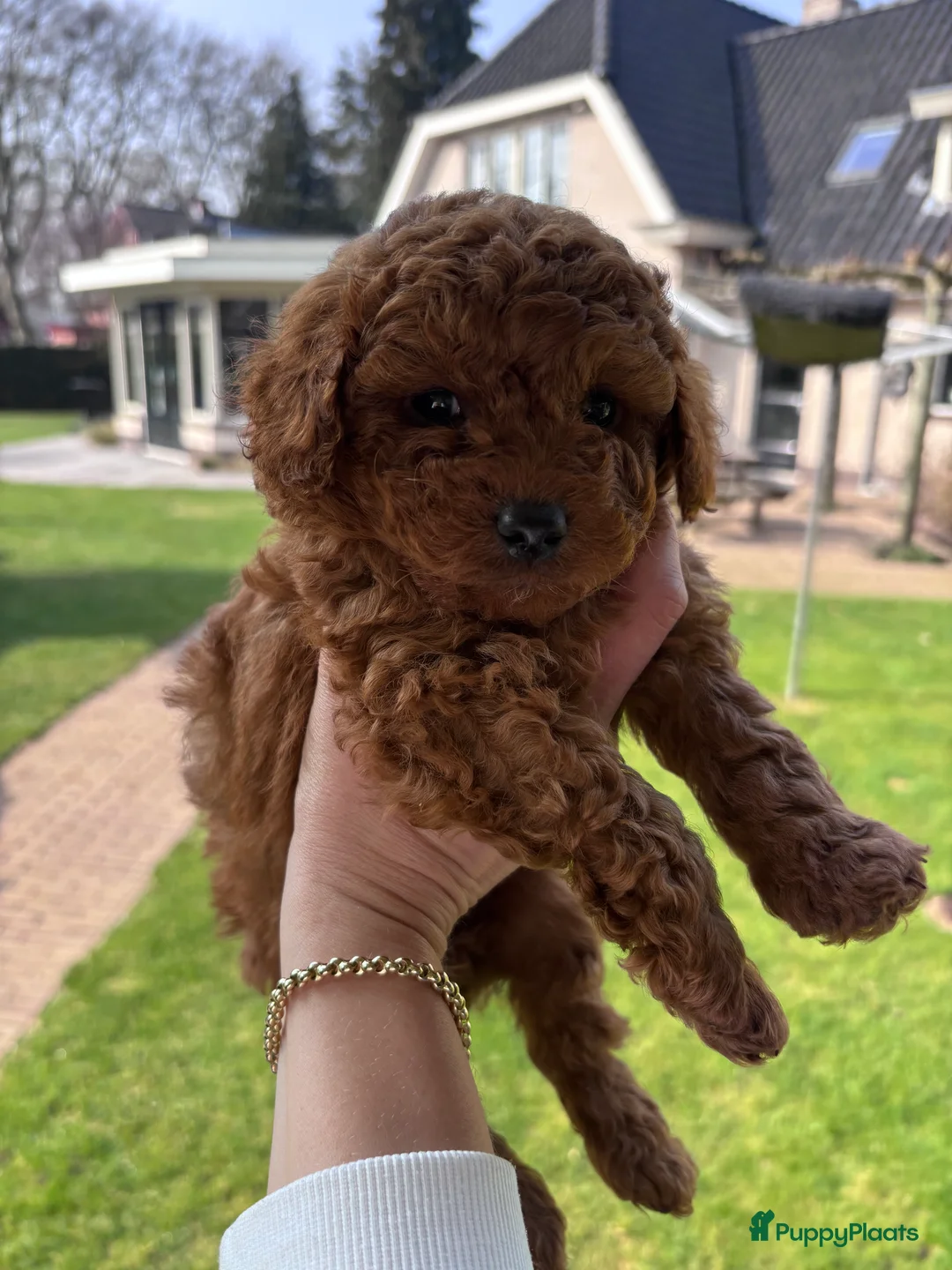 Poedel Toy honden te koop: Prachtig nestje toy poedel rood en abricot Poedels - Advertentie 1