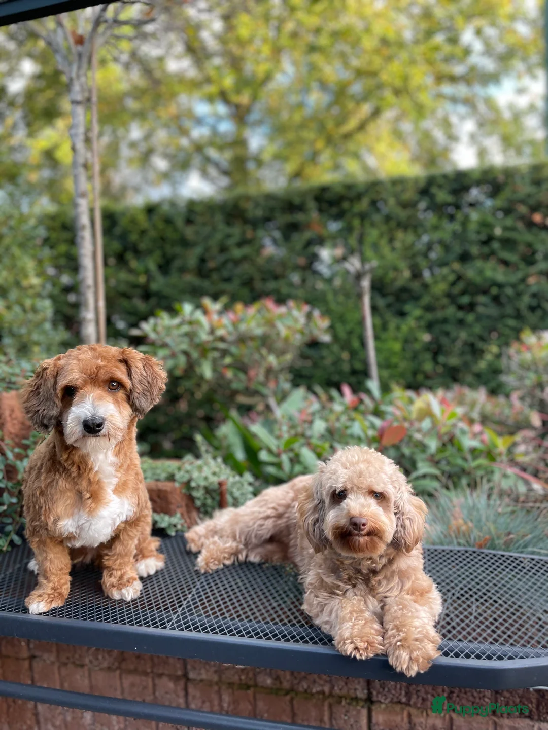 Maltipoo honden te koop: maltipoo pup beide ouders aanwezig en getest - Advertentie 16