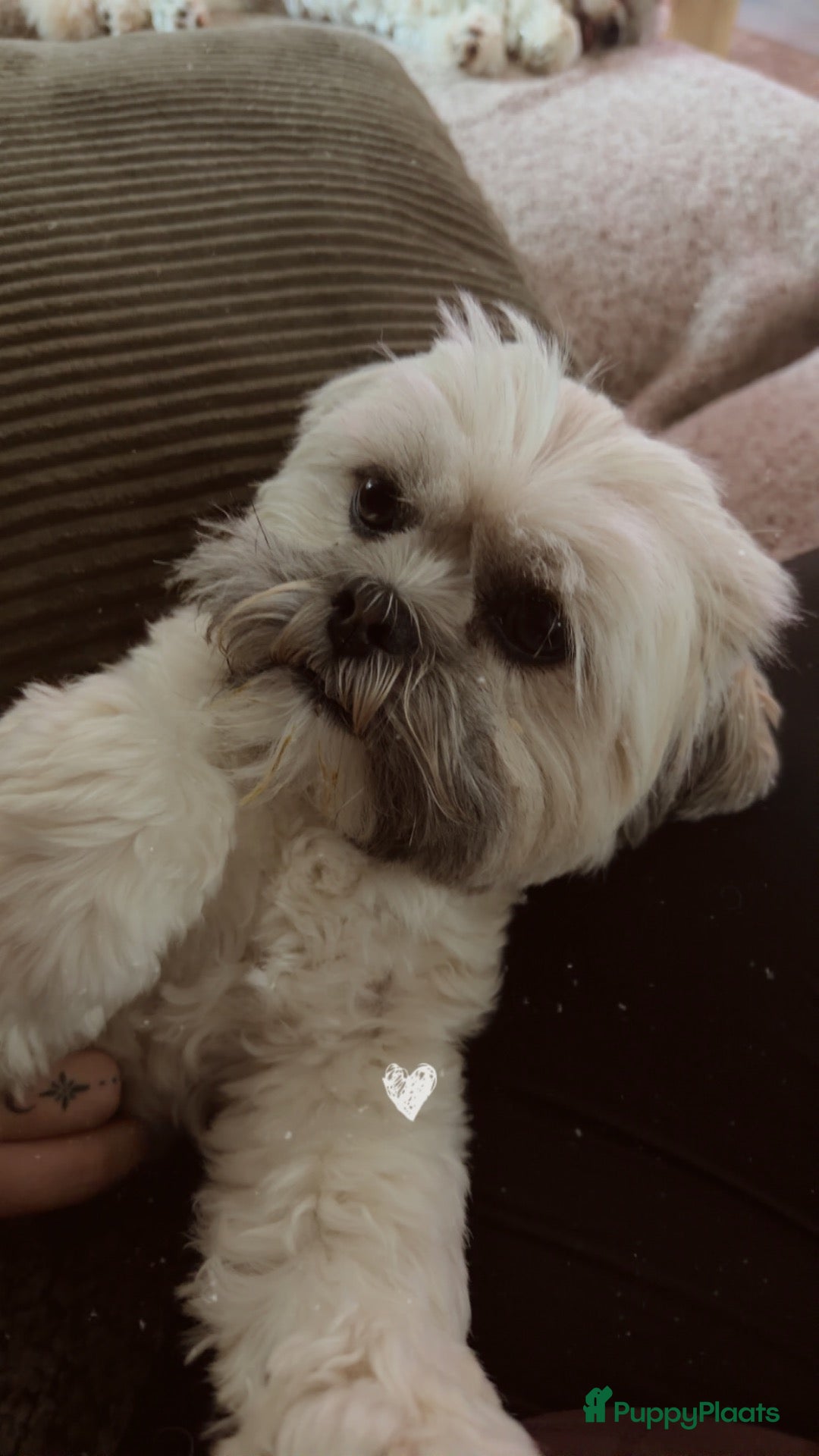 Kruising honden Lhasapoo  - Advertentie 15