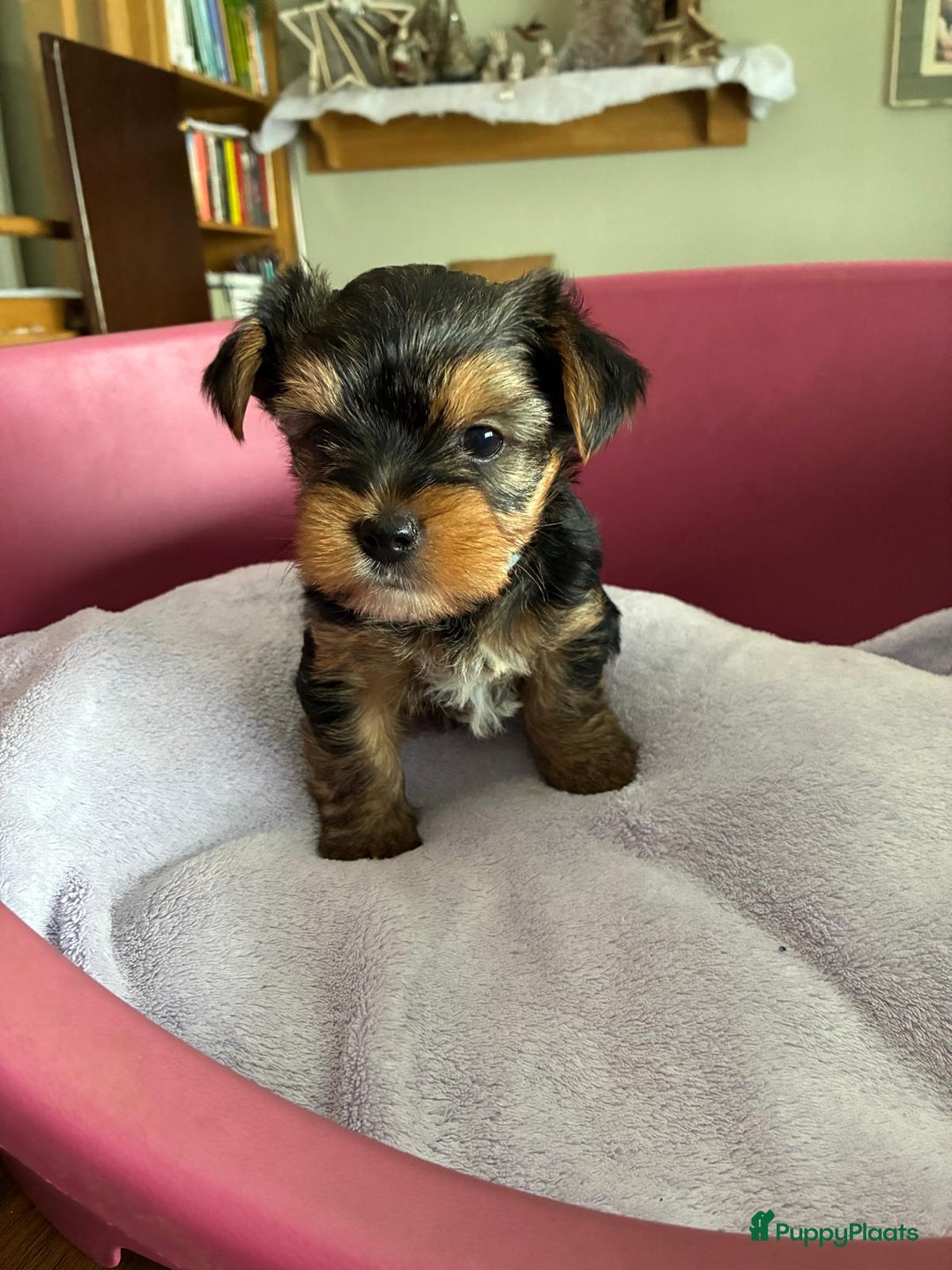 Kruising honden te koop: Biewer/Yorkshire pups - Advertentie 16