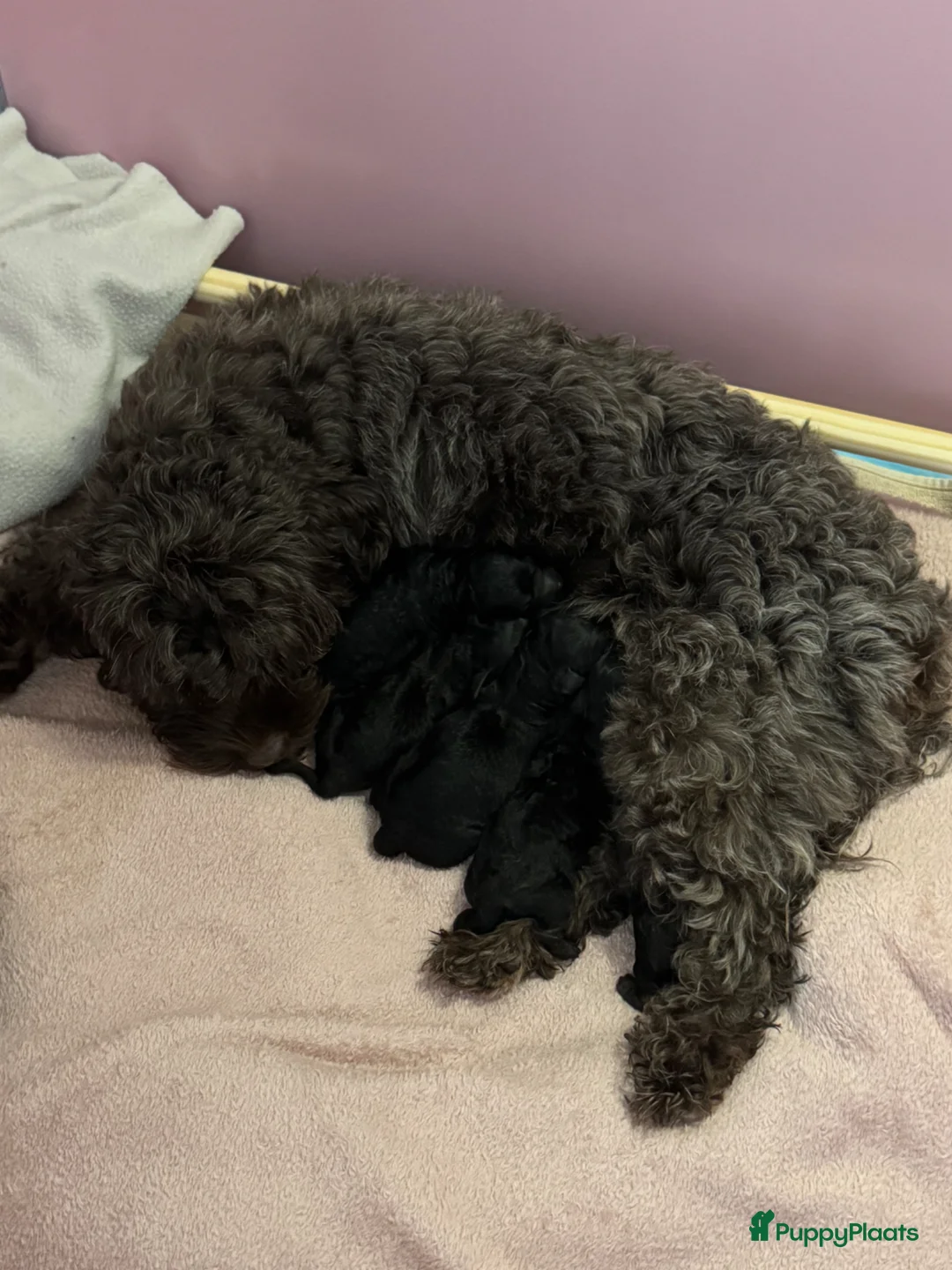 Maltipoo honden te koop: Geweldige MaltiPoo’s 🥰 Choco/Zwart - Advertentie 8