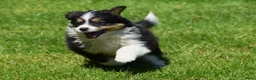 Australian Shepherd honden te koop: Knappe Miniature American Shepherd (MAS) pups - Advertentie 8