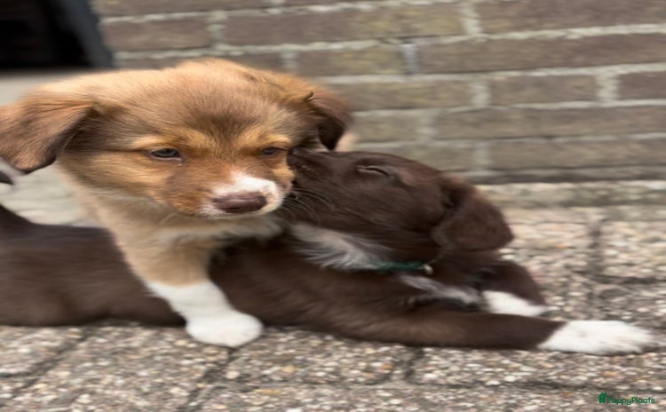Nova Scotia Duck Tolling Retriever honden - Advertentie 3