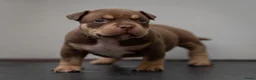 Amerikaanse Bully honden te koop: American Bully pocket pups verwacht  - Advertentie 11