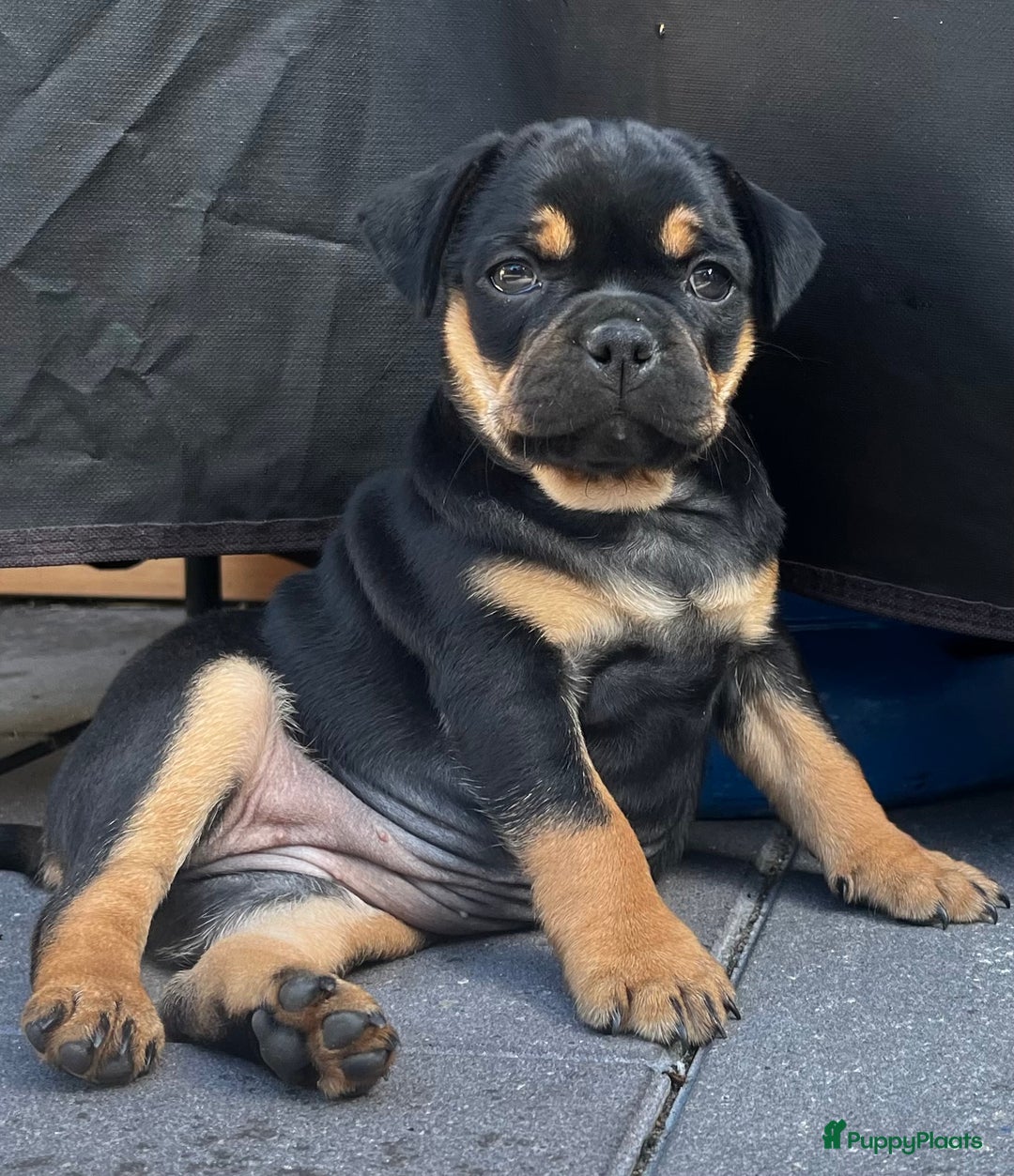 Dwergpinscher honden te koop: Carlin Pinscher Puppy’s te koop - Advertentie 2