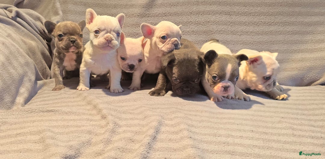 Franse Bulldog honden te koop: Knappe Franse buldogs enkele fluffy  - Advertentie 1