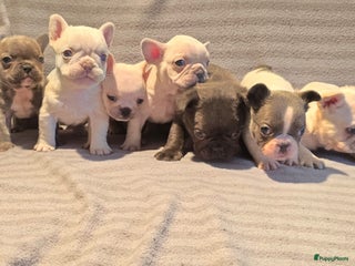 Franse Bulldog honden Knappe Franse buldogs enkele fluffy - Advertentie 15