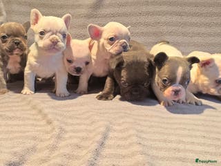 Franse Bulldog honden Knappe Franse buldogs enkele fluffy - Advertentie 4