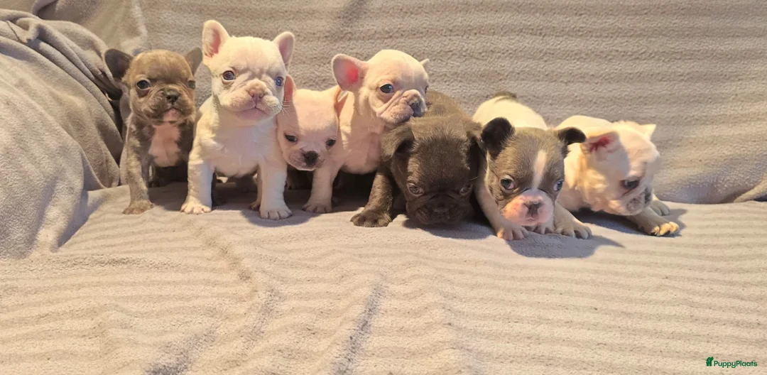 Franse Bulldog honden te koop: Knappe Franse buldogs enkele fluffy  - Advertentie 1