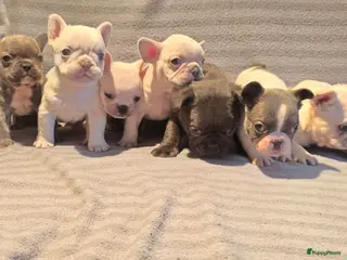Franse Bulldog honden Knappe Franse buldogs enkele fluffy - Advertentie 2