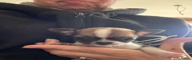 Chihuahua 1