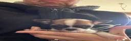 Chihuahua honden te koop: Kortharige chihuahua pups - Advertentie 5
