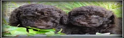 Labradoodle honden te koop: Labradoodle mini +/- 40 cm chocolade bruin - Advertentie 3