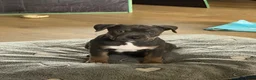 Kruising honden te koop: Tri-Colored ‘Amerikaanse Stafford’ teefje - Advertentie 3