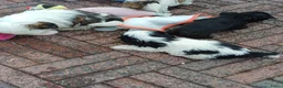 Shih Tzu honden te koop: Lieve leuke raszuiver shih tzu pups - Advertentie 25
