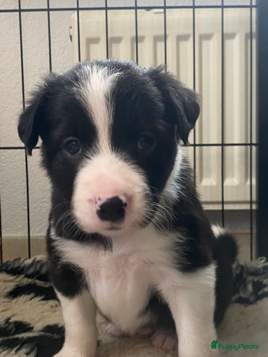 Border Collie honden te koop: Border Collie reutje zoekt liefdevol huisje - Advertentie 6