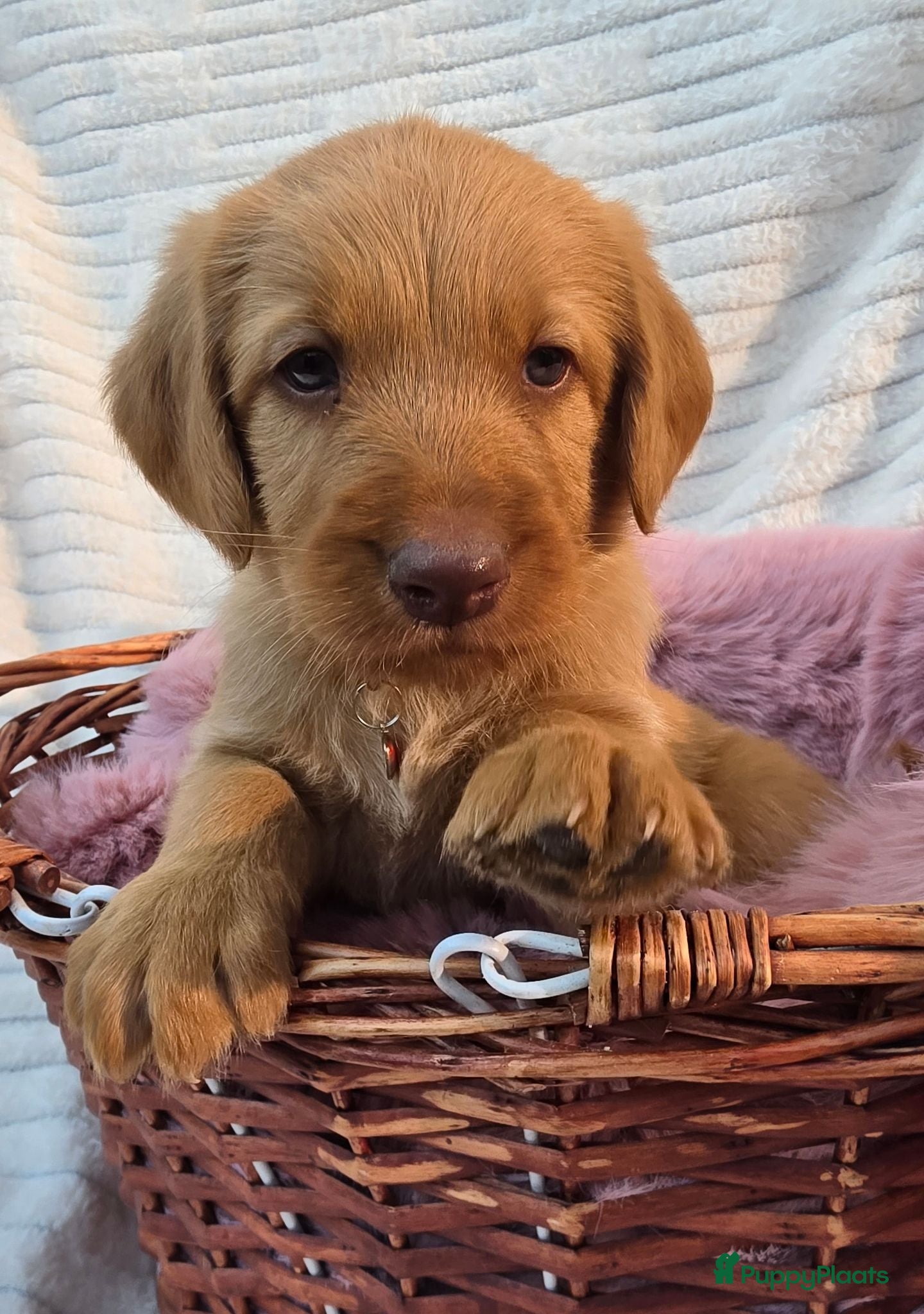 Labradoodle honden Super fijne multigen half Australian doodles🥰 - Advertentie 2
