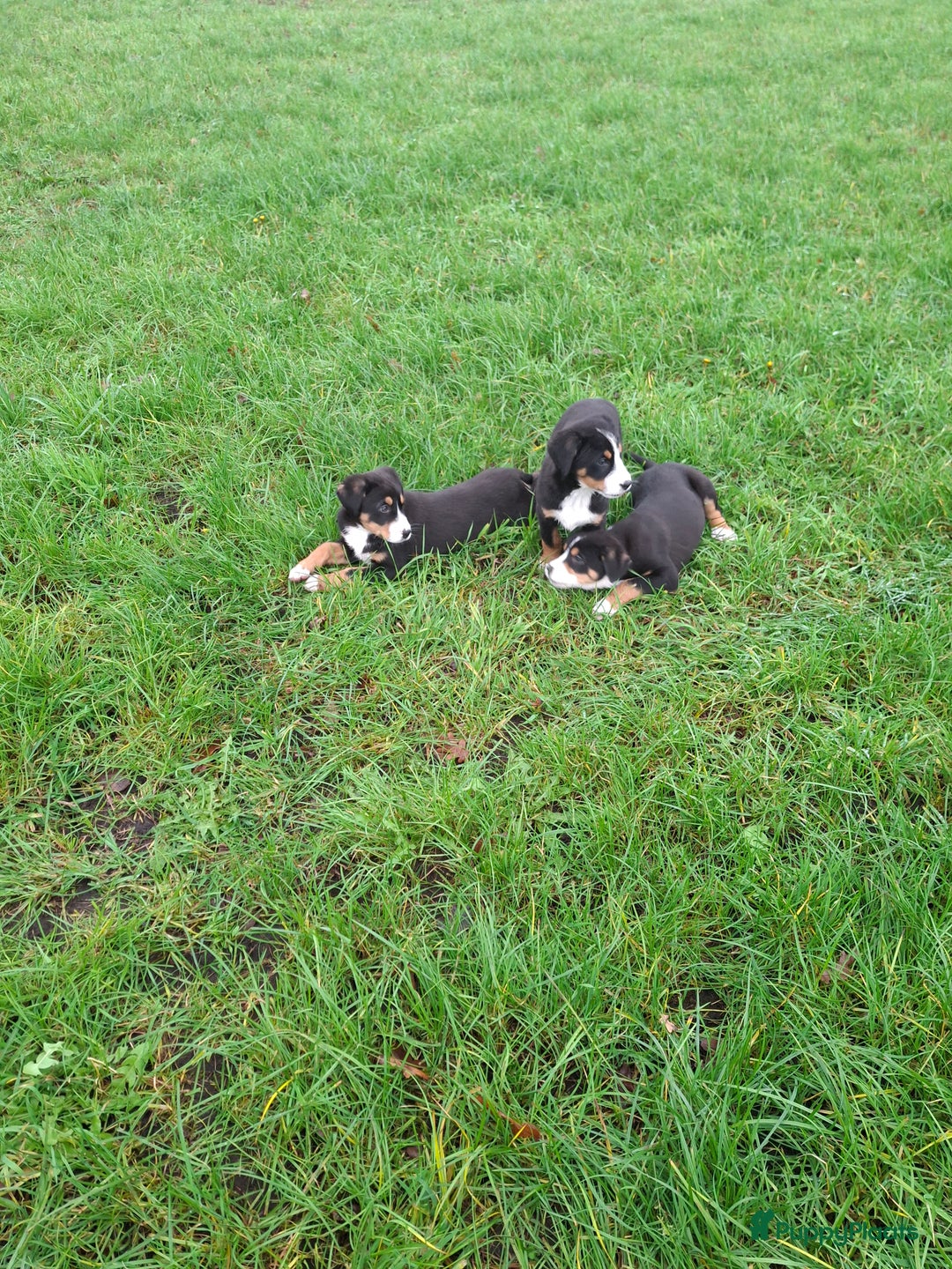 Grote Zwitserse Sennenhond honden te koop: Grote zwitserse sennen pups - Advertentie 4