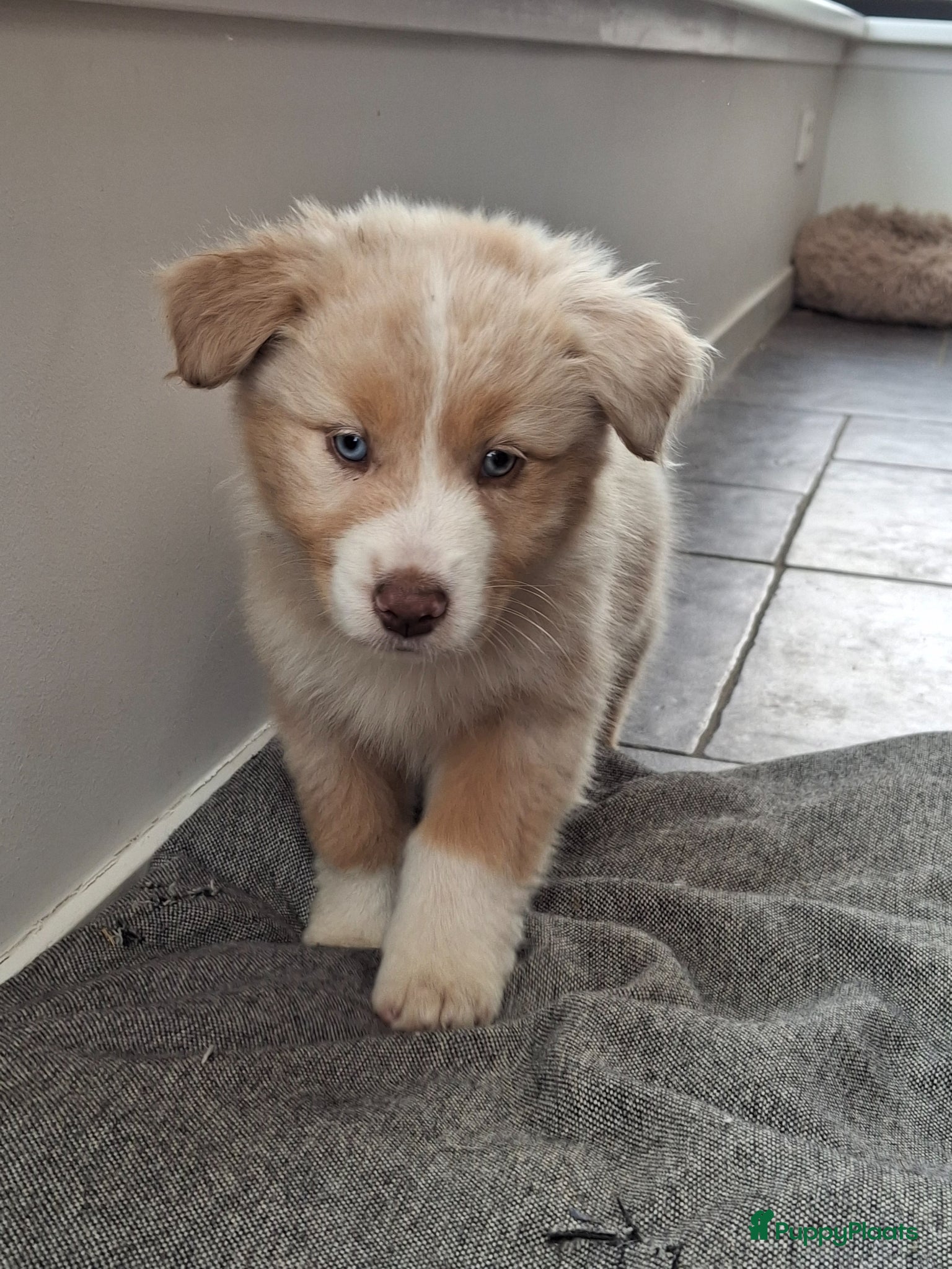 Australian Shepherd honden Raszuiver Australian Shepherd pups op de boerderij - Advertentie 2