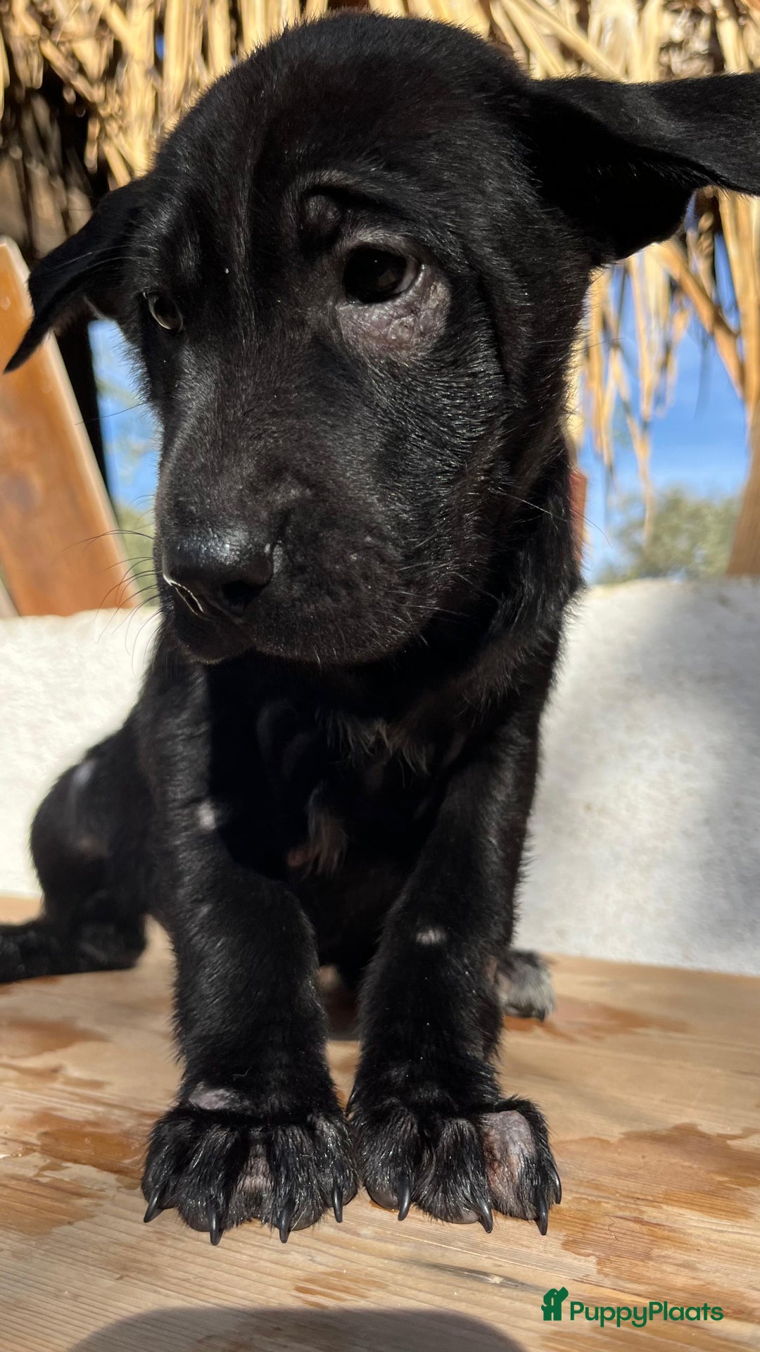 Kruising honden ter adoptie: gisela   deze lieverd wil zo graag een baasje  - Advertentie 3