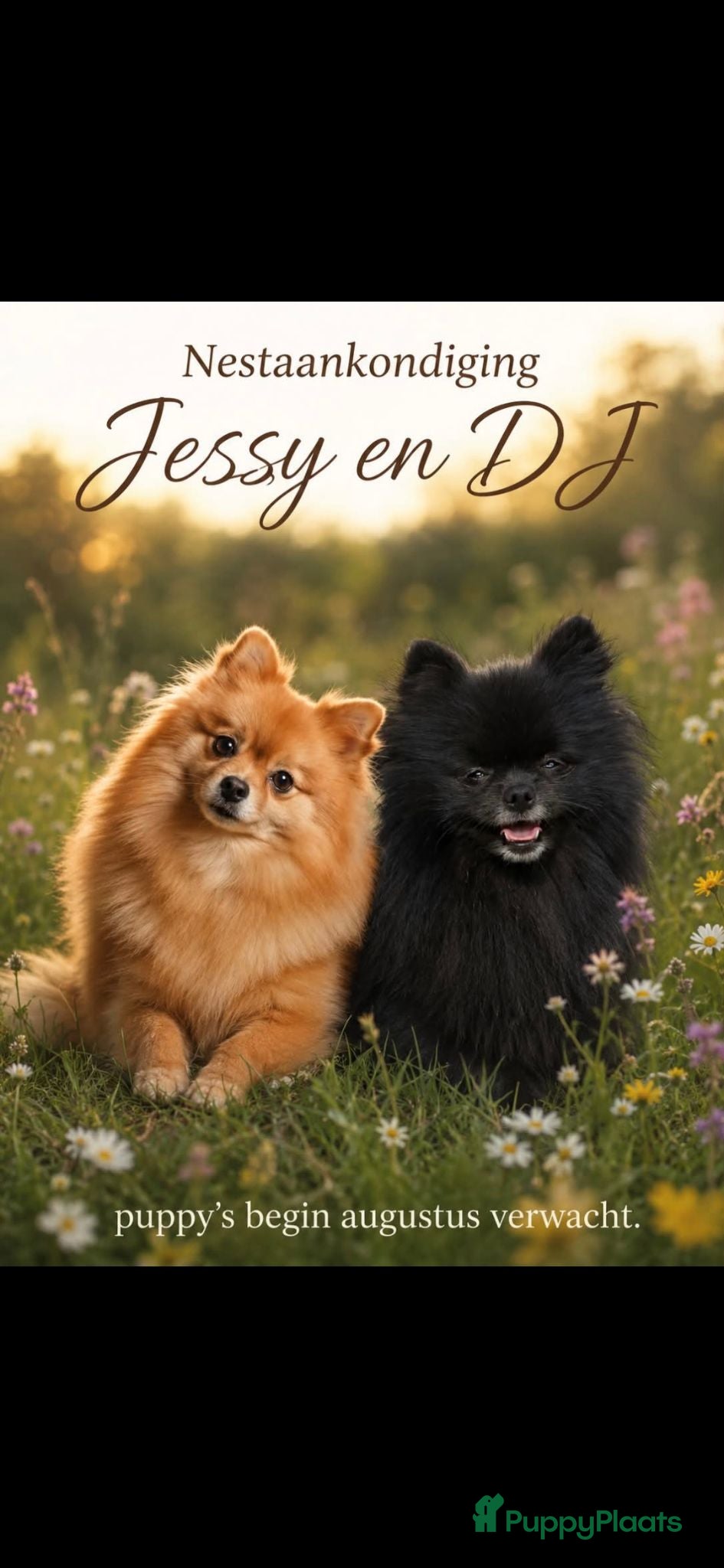 Pomeriaan honden Pomeriaan puppy  - Advertentie 3