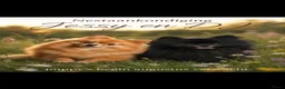 Pomeriaan honden te koop: Pomeriaan puppy  - Advertentie 1