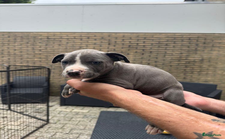 Amerikaanse Bully honden - Advertentie 4
