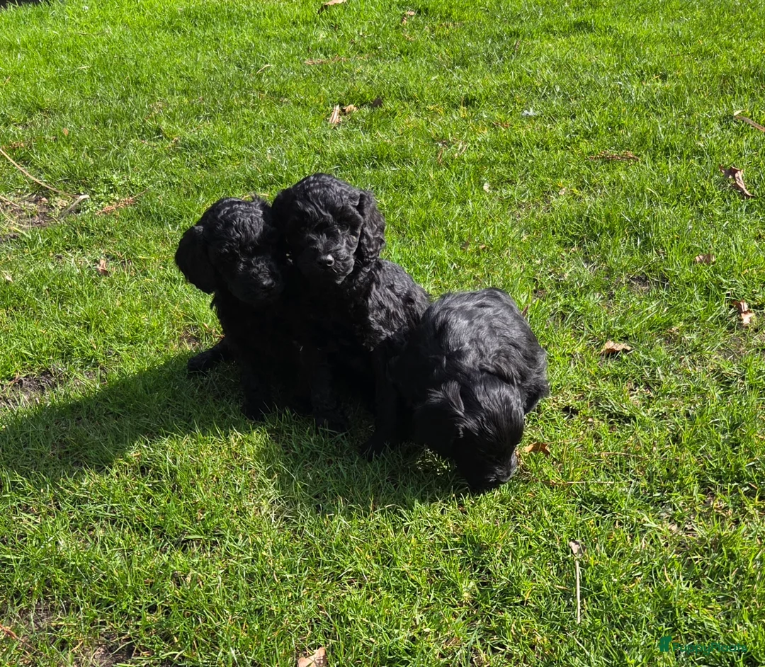Kruising honden te koop: Labradoodle pups F4 teefjes zwart - Advertentie 2