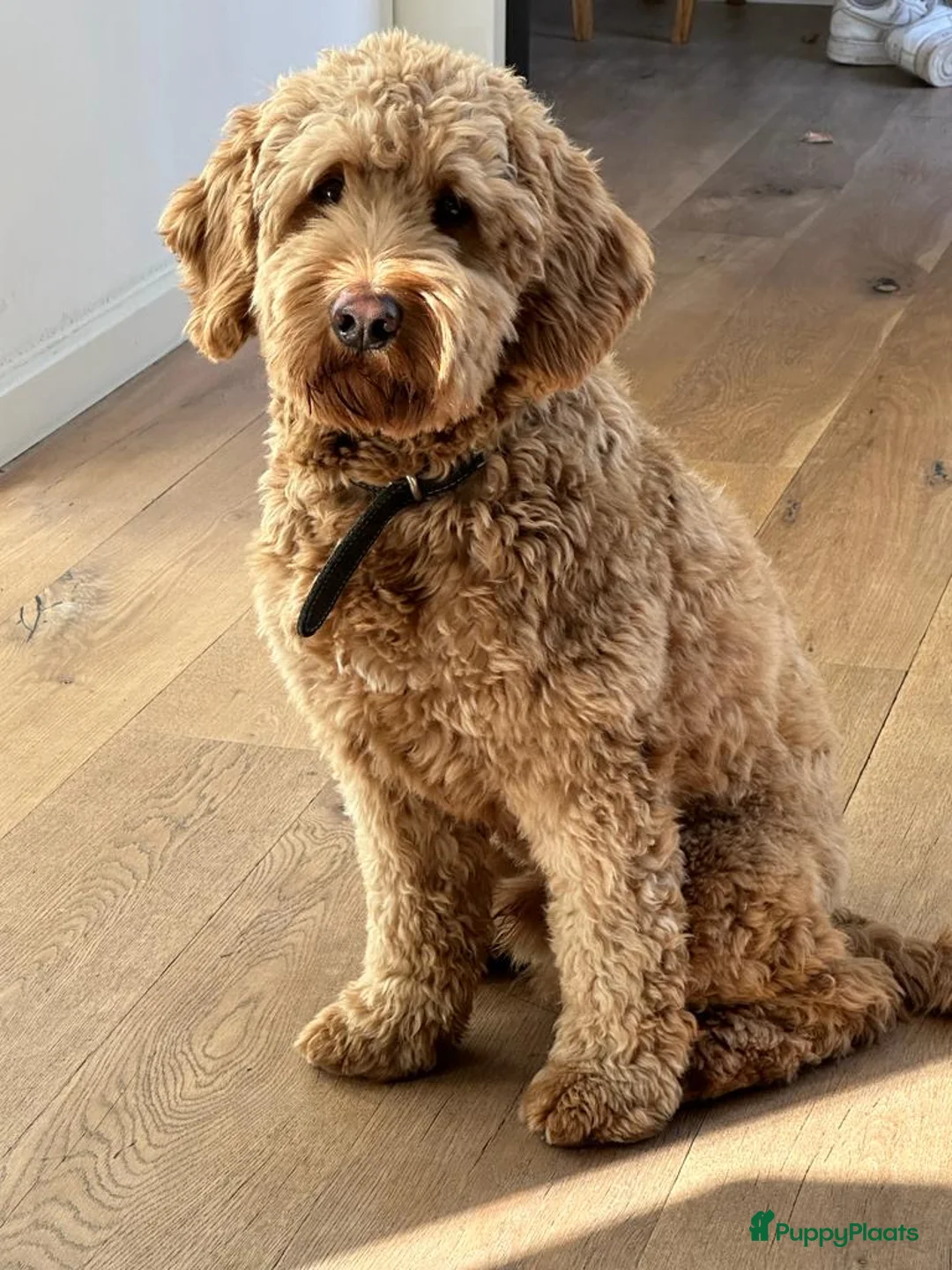 Labradoodle honden te koop: Labradoodle pups medium - Advertentie 2