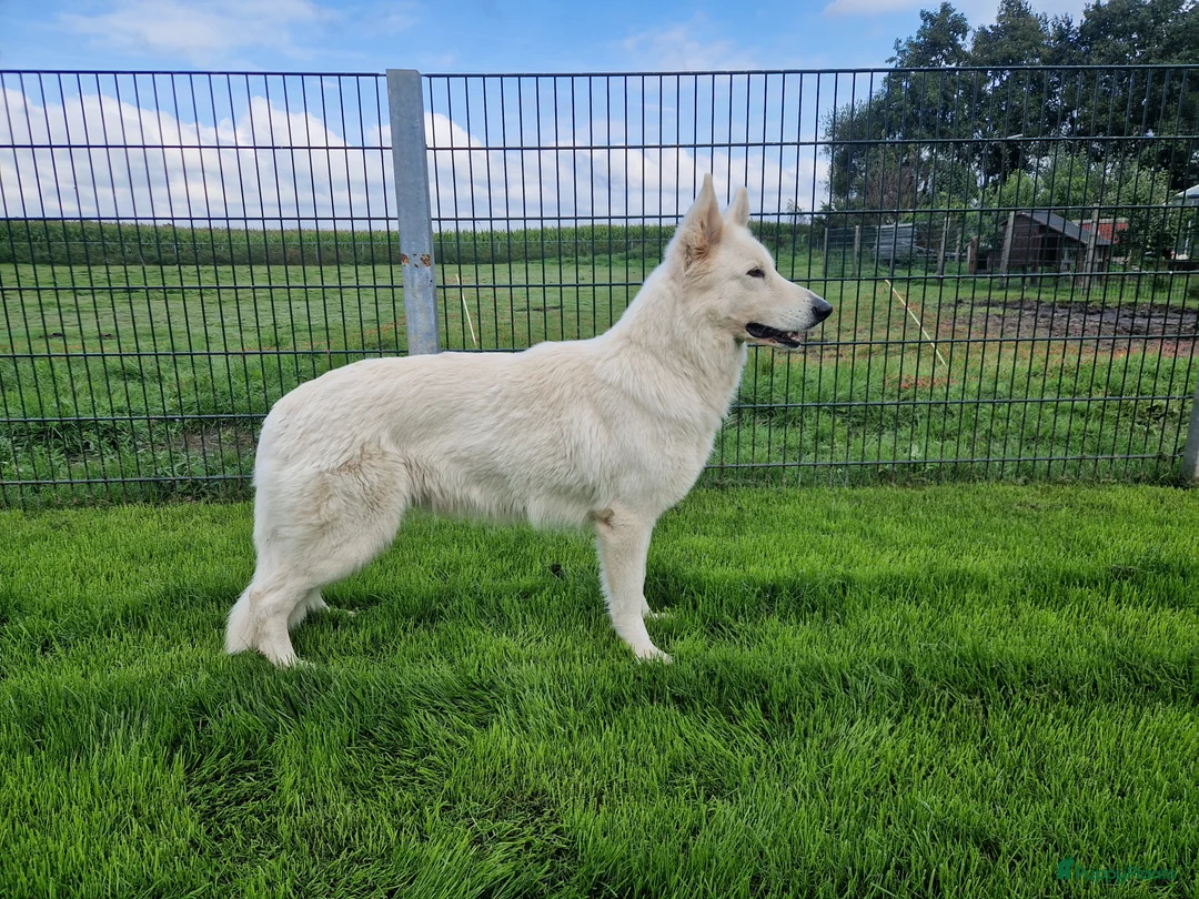 Galerij afbeelding {{count}}