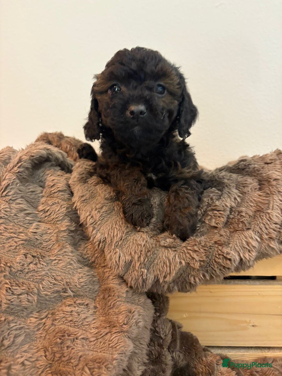 Maltipoo honden te koop: Maltipoo mini pup - Advertentie 17