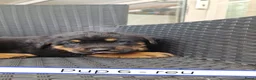 Kruising honden te koop: Rottweiler x moskovitische waakhond in De Westereen - Advertentie 28