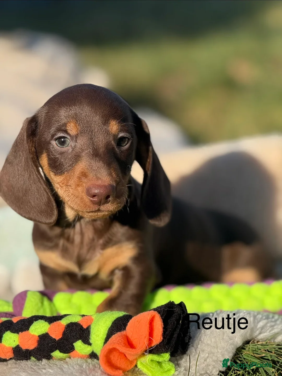 Teckel (korthaar)  honden te koop: Dwergteckel  puppies  - Advertentie 20