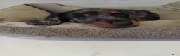 Dwergteckel honden te koop: 🐶 Prachtige Merle Dwergteckel Pups te Koop. - Advertentie 4
