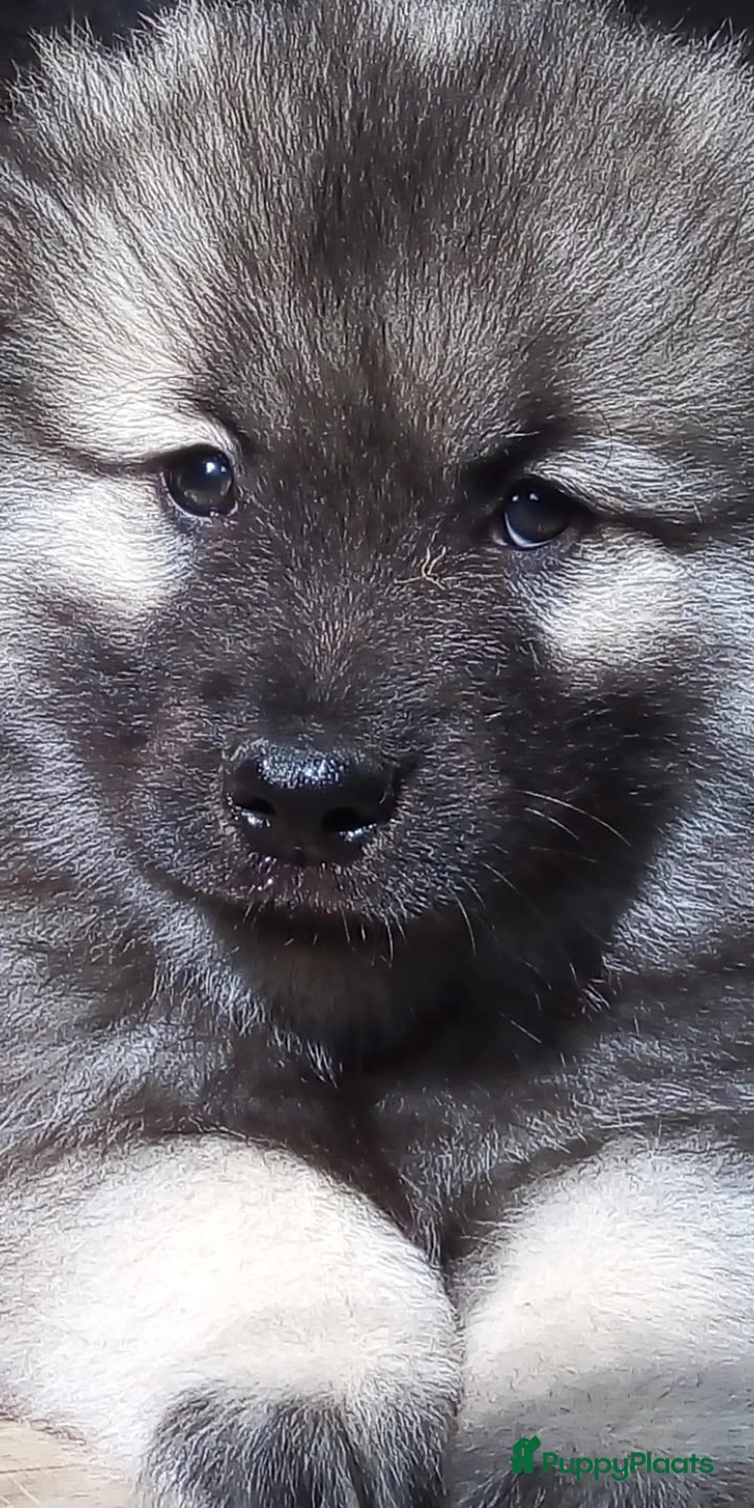 Keeshond honden te koop: Keeshond wolfsgrauw. Grijs. Blauw. - Advertentie 28