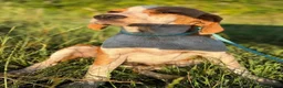 Duitse Staande Hond Draadhaar honden ter adoptie: Herbert - Advertentie 3