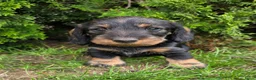 Ruwhaar Teckel honden te koop: Standaard Ruwharige Teckelpups met FCI stamboom  - Advertentie 8
