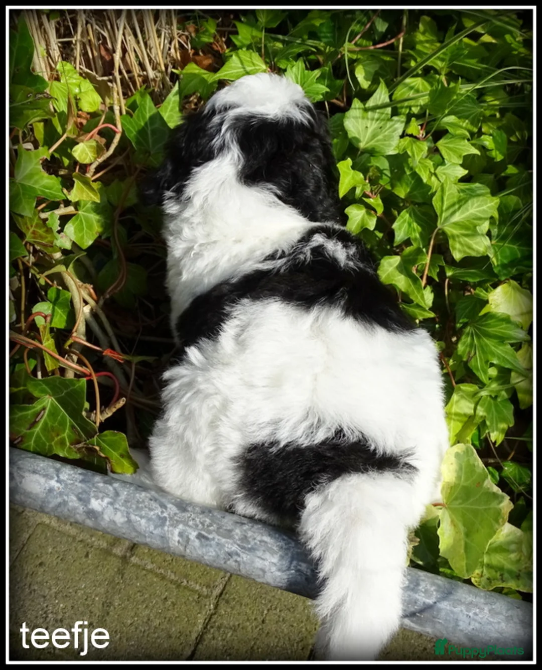 Kruising honden te koop: Boompoo pup  Boomer x Poedel REMY - Advertentie 2