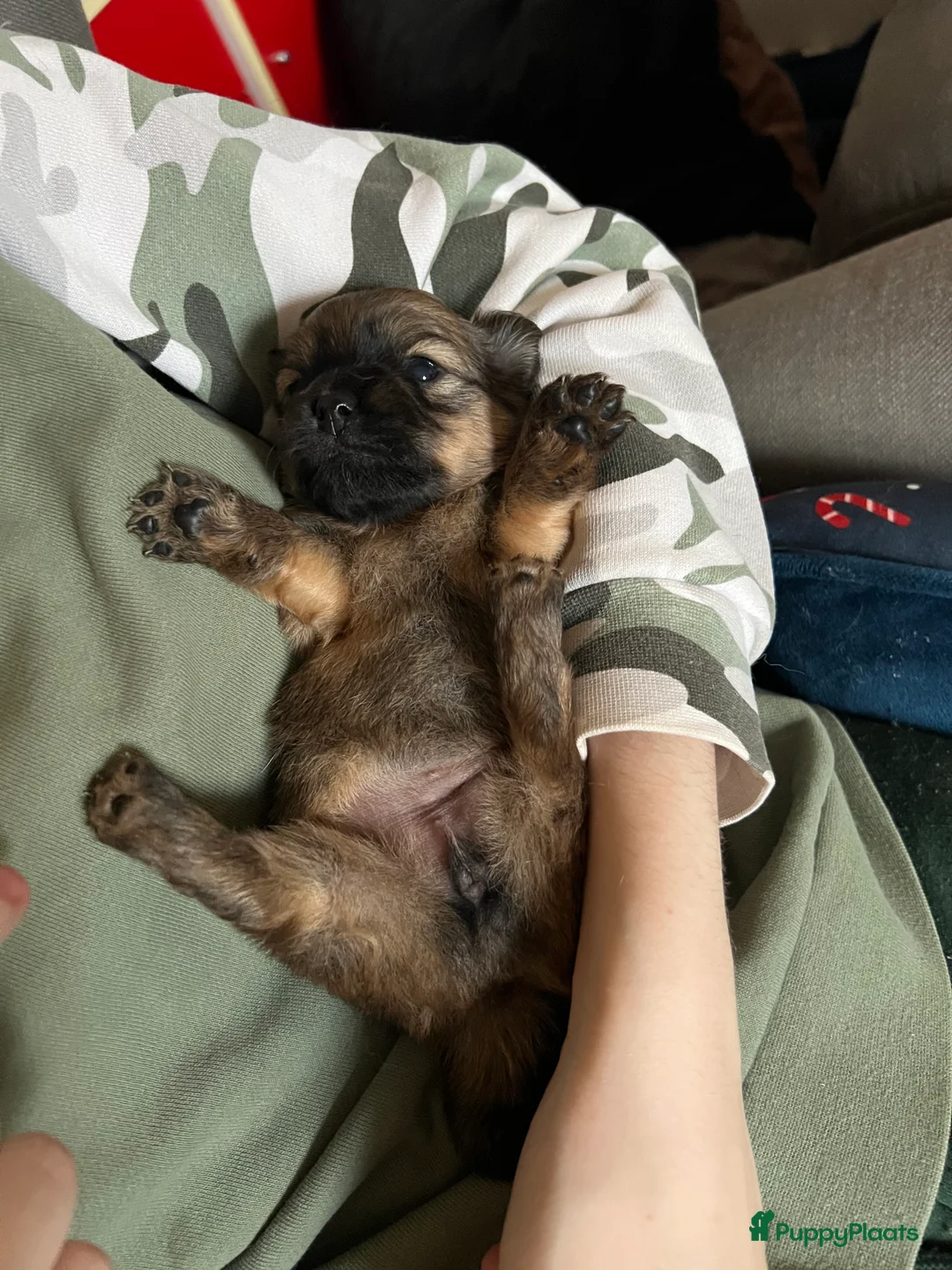 Pomchi honden te koop: Lieve Pomchi pups - Advertentie 17
